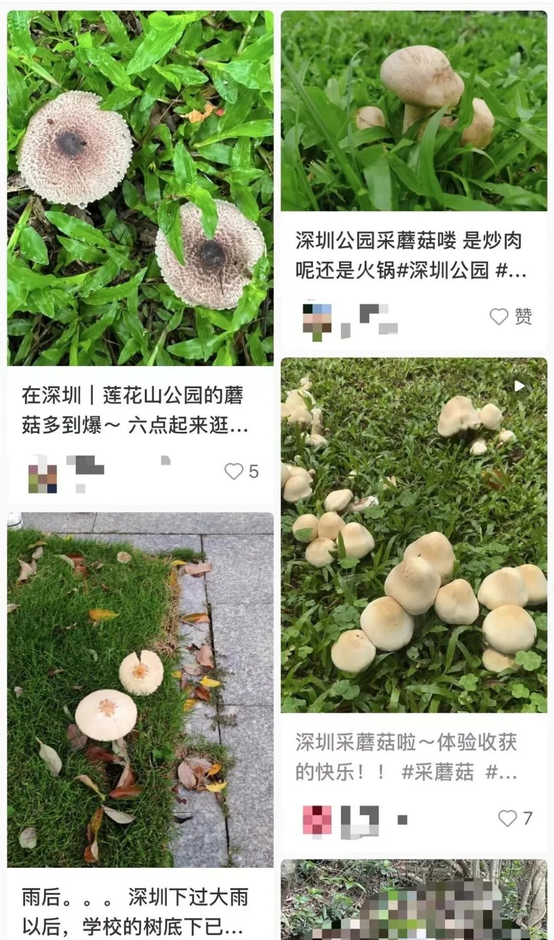 深圳最近大量出现……别摘！别吃！