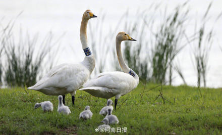 三门峡天鹅湖新添6只天鹅宝宝 三门峡天鹅湖新添6只天鹅宝宝
