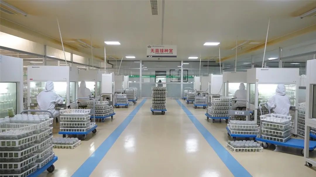 1.5万粒太空马铃薯种子在乌兰察布试种