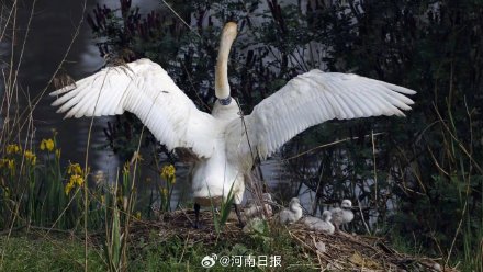 三门峡天鹅湖新添6只天鹅宝宝 三门峡天鹅湖新添6只天鹅宝宝