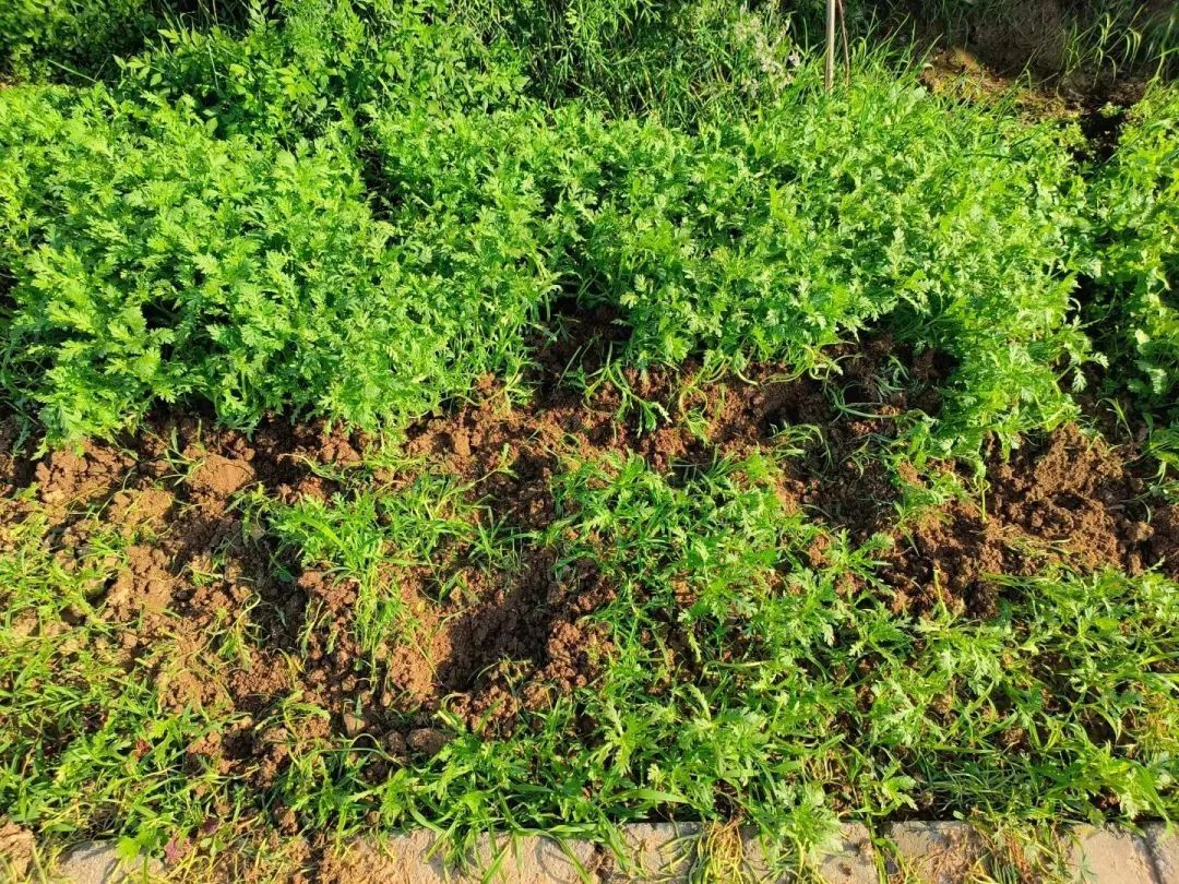 快看!神秘“嘉宾”现身镇江 快看!神秘“嘉宾”现身镇江