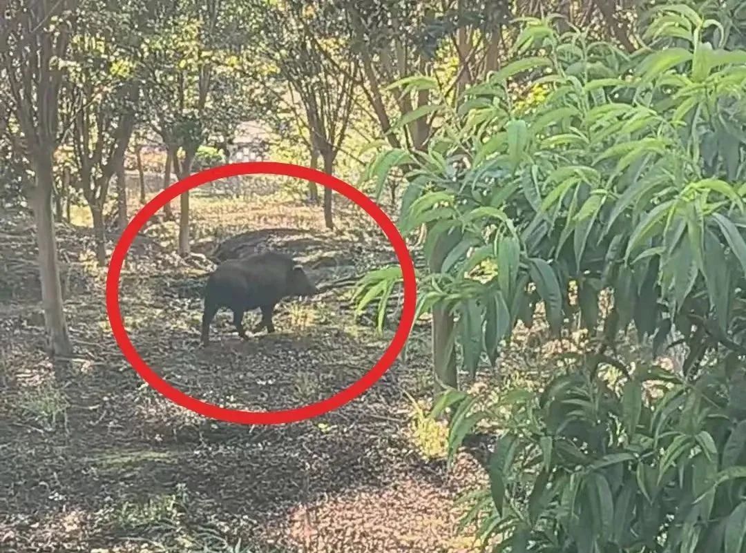 快看!神秘“嘉宾”现身镇江 快看!神秘“嘉宾”现身镇江