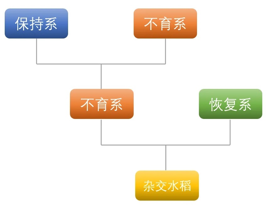 间谍窃取我国杂交水稻种子，后果有多严重？