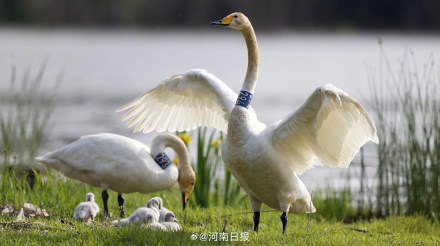 三门峡天鹅湖新添6只天鹅宝宝 三门峡天鹅湖新添6只天鹅宝宝