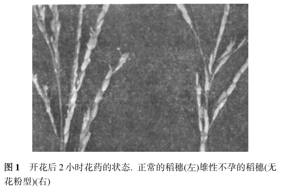 间谍窃取我国杂交水稻种子，后果有多严重？