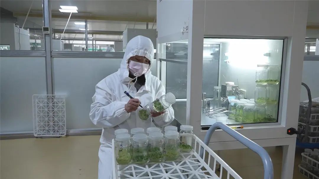 1.5万粒太空马铃薯种子在乌兰察布试种