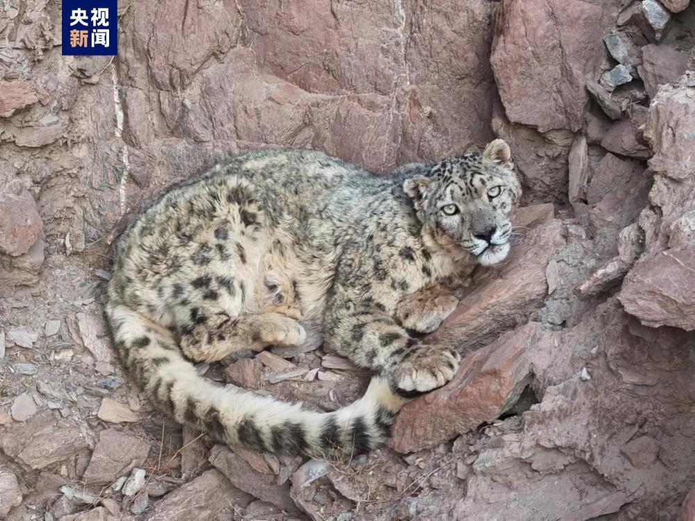 肉眼可见的 “雪山之王”喜提呆萌大头照一张