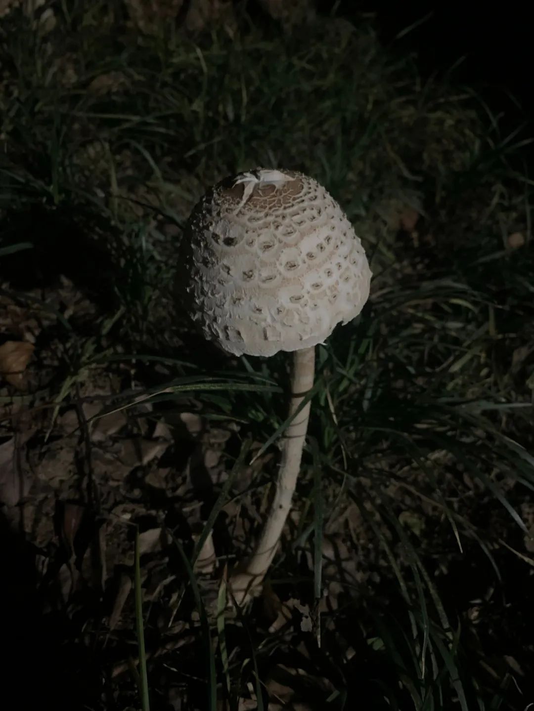 警惕“大蘑王”！这种蘑菇被称为“ICU菇”，小区绿化带就有
