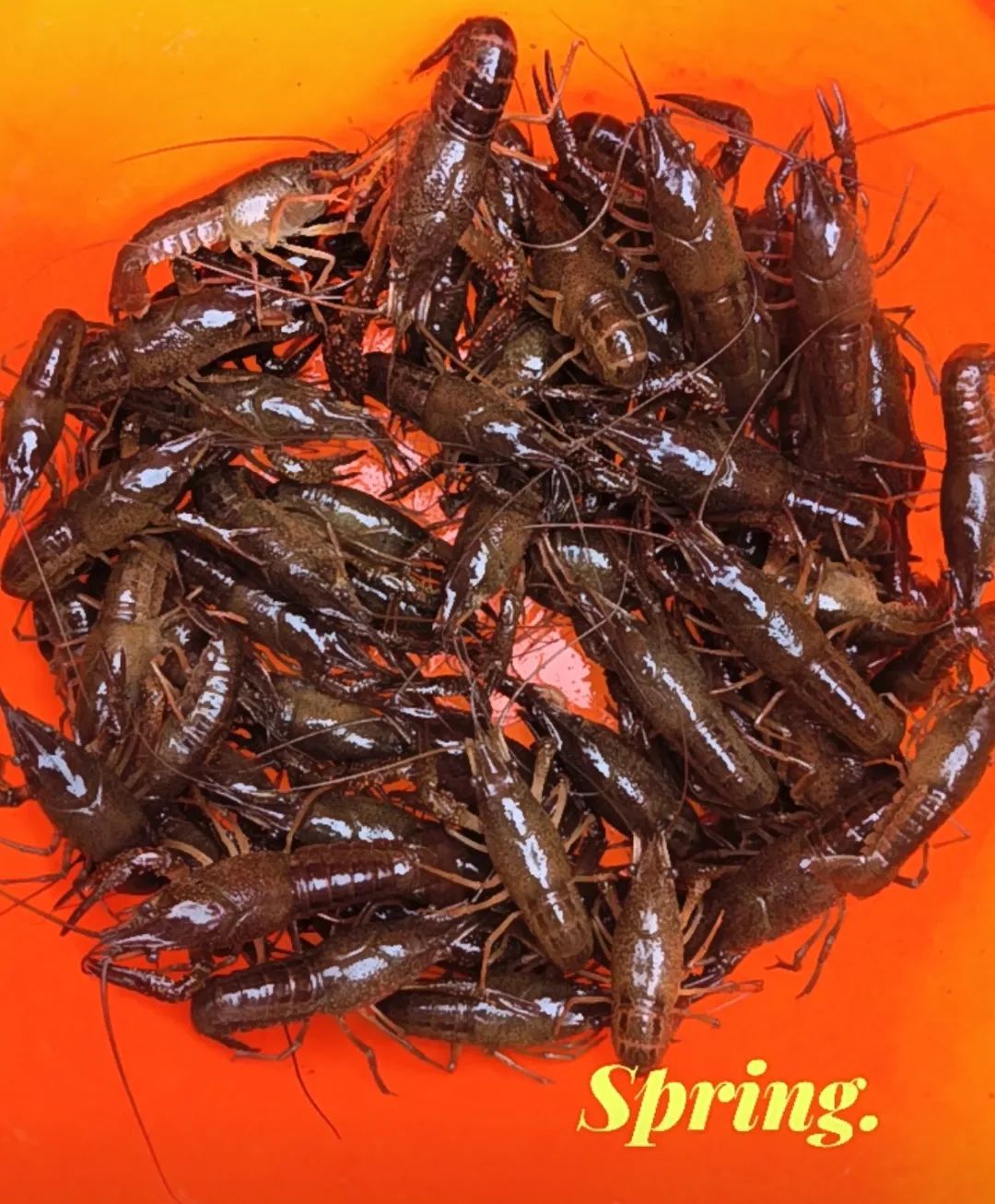 “一个半小时拿下30只”!杭州这事火了!更厉害的是... “一个半小时拿下30只”!杭州这事火了!更厉害的是...