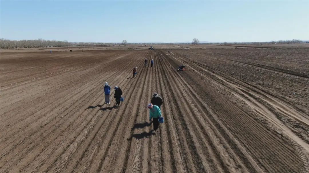 1.5万粒太空马铃薯种子在乌兰察布试种
