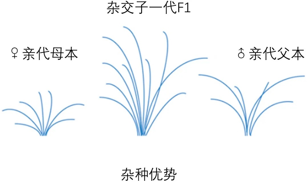 间谍窃取我国杂交水稻种子，后果有多严重？
