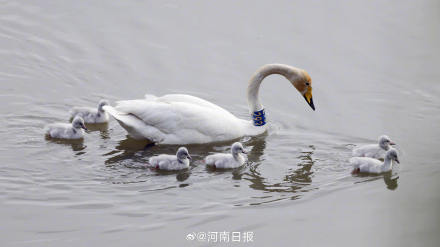 三门峡天鹅湖新添6只天鹅宝宝 三门峡天鹅湖新添6只天鹅宝宝