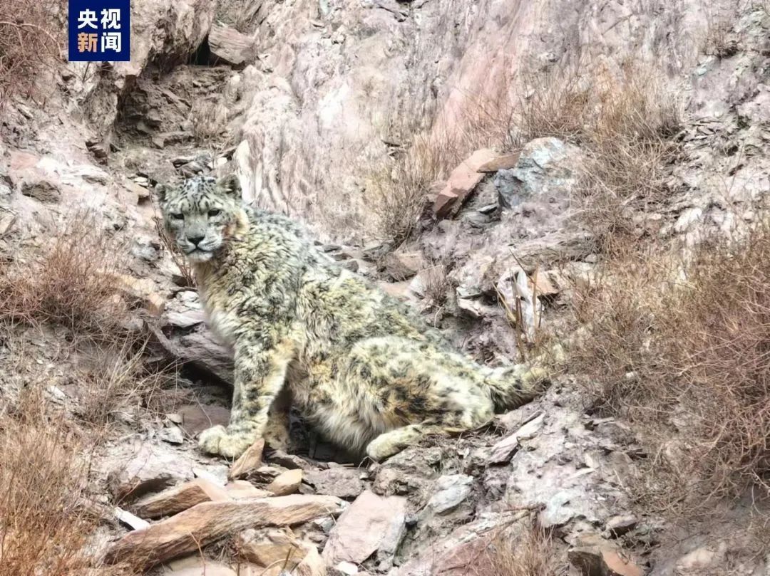 “雪山之王”喜提呆萌大头照一张！