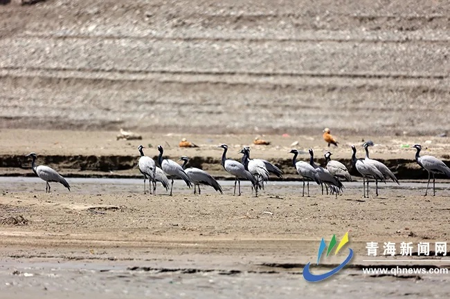 青海全面掌握黑颈鹤种群数量及迁徙路线 青海全面掌握黑颈鹤种群数量及迁徙路线