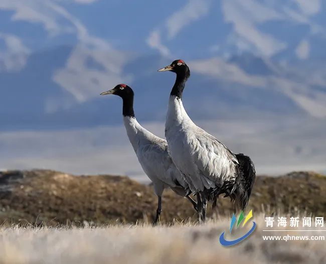 青海全面掌握黑颈鹤种群数量及迁徙路线 青海全面掌握黑颈鹤种群数量及迁徙路线