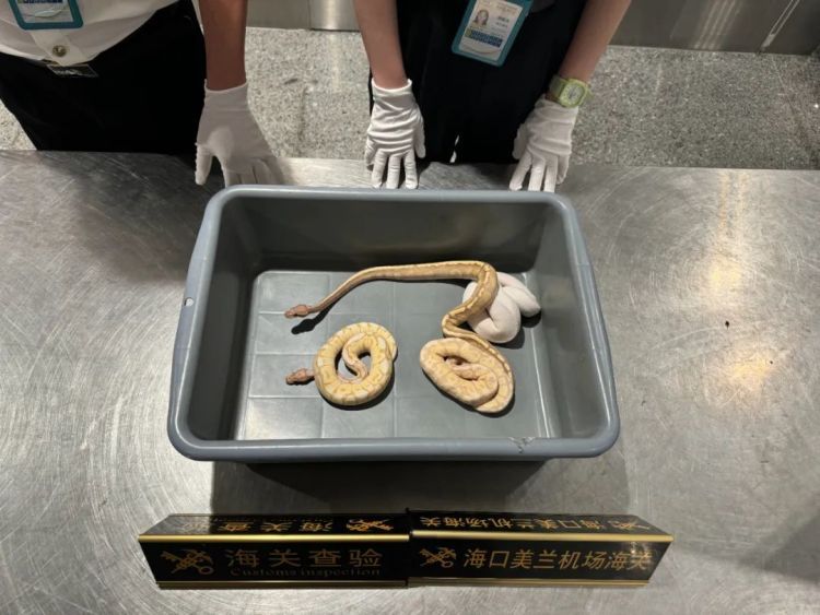 海口美兰机场海关查获4条活体蛇 均为球蟒