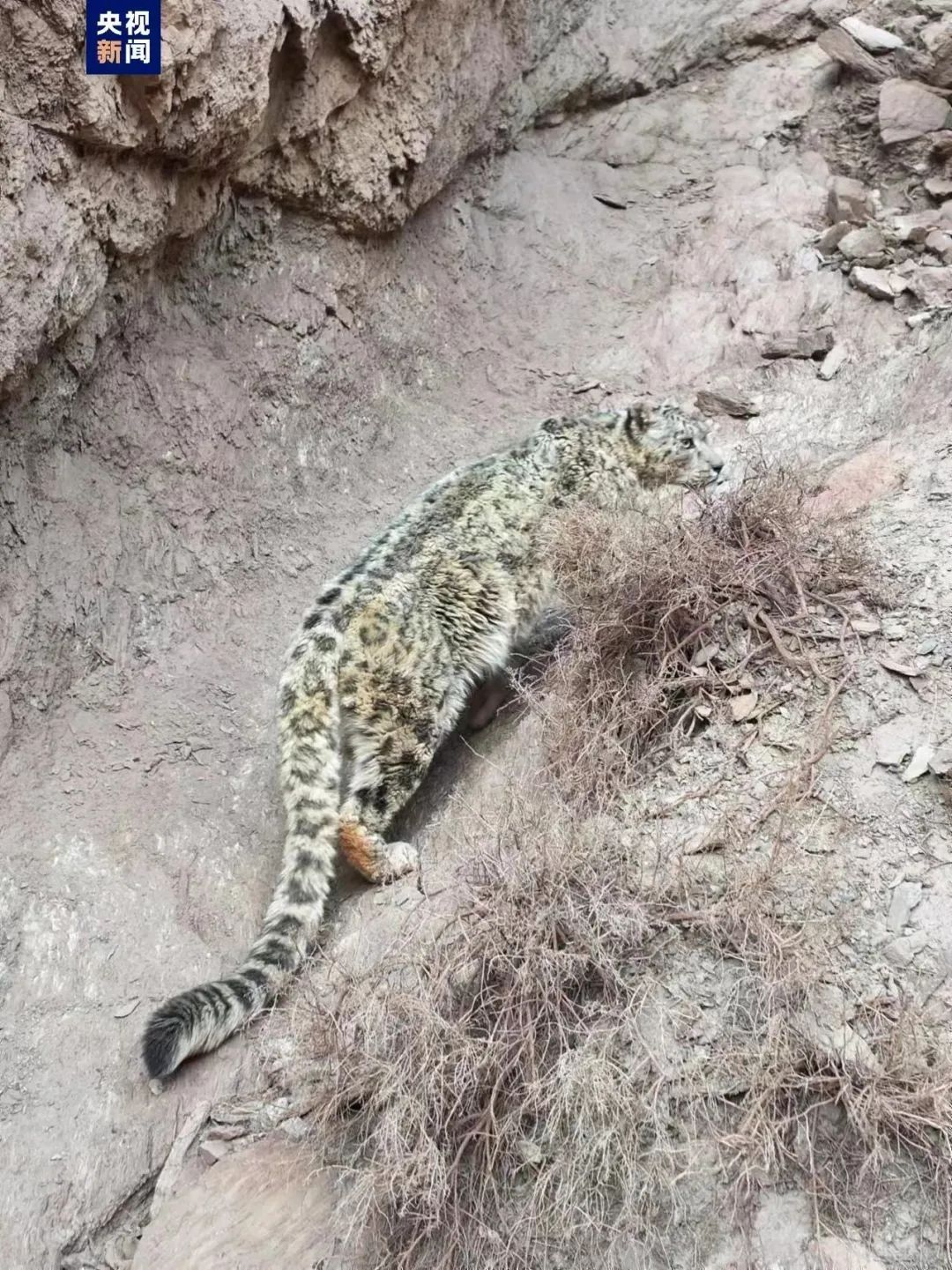 “雪山之王”喜提呆萌大头照一张！