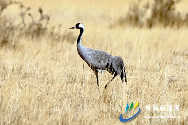 青海全面掌握黑颈鹤种群数量及迁徙路线 青海全面掌握黑颈鹤种群数量及迁徙路线