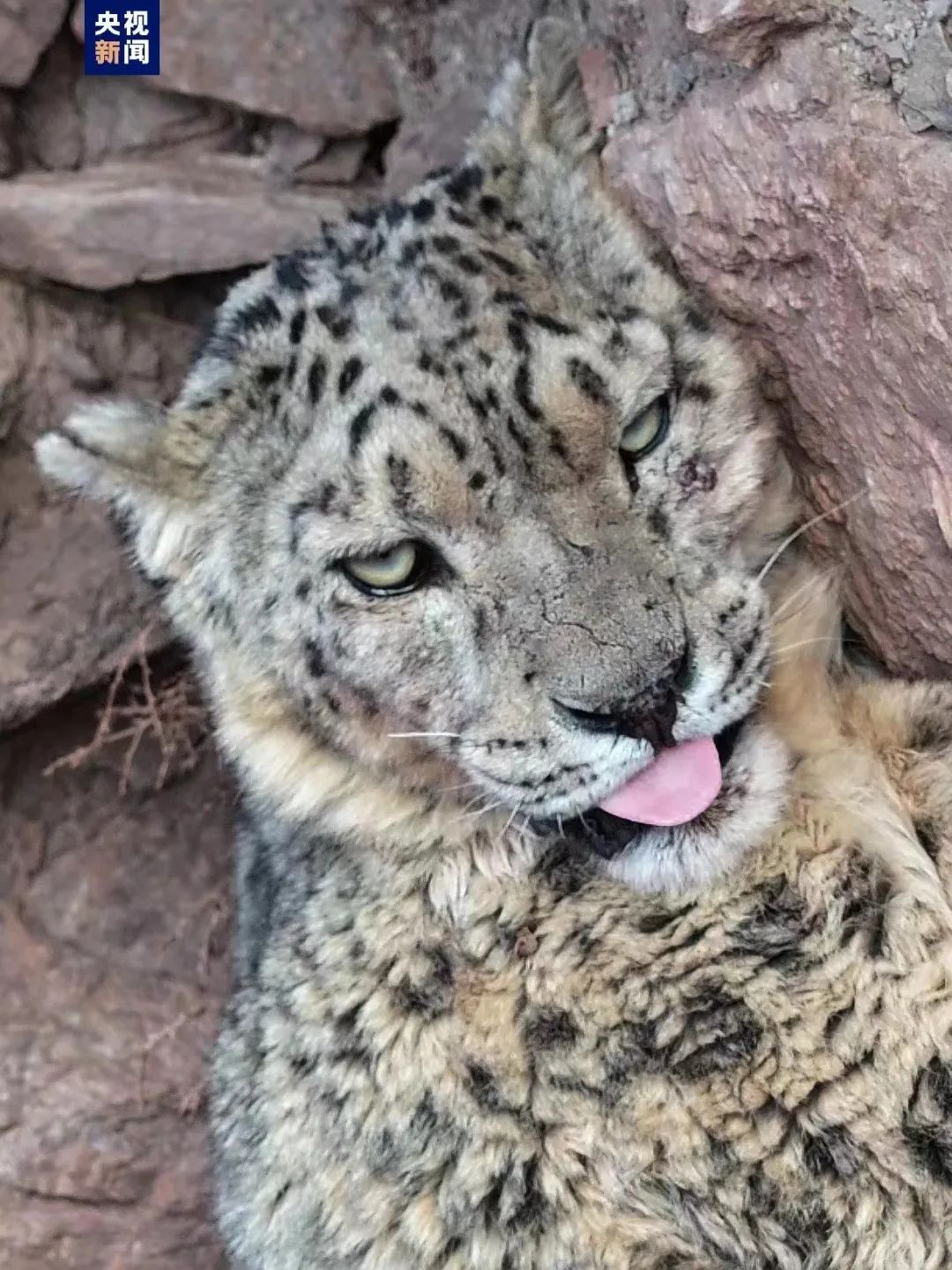 “雪山之王”喜提呆萌大头照一张！