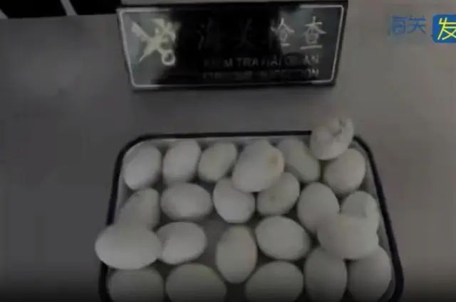 腿上绑藏鸭蛋24枚，重1.98千克！海关查获