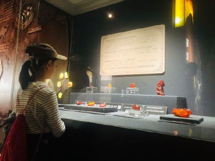 波兰琥珀亮相天津博物馆 波兰琥珀亮相天津博物馆