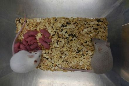 科学家发现实验室老鼠会“做自己的实验”