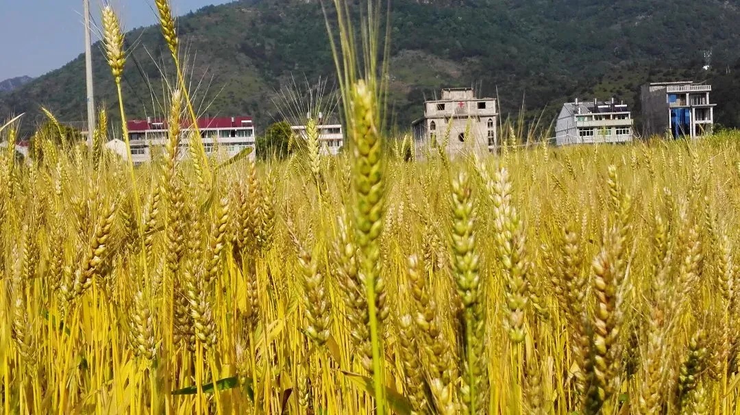 老温州的立夏，这样过！