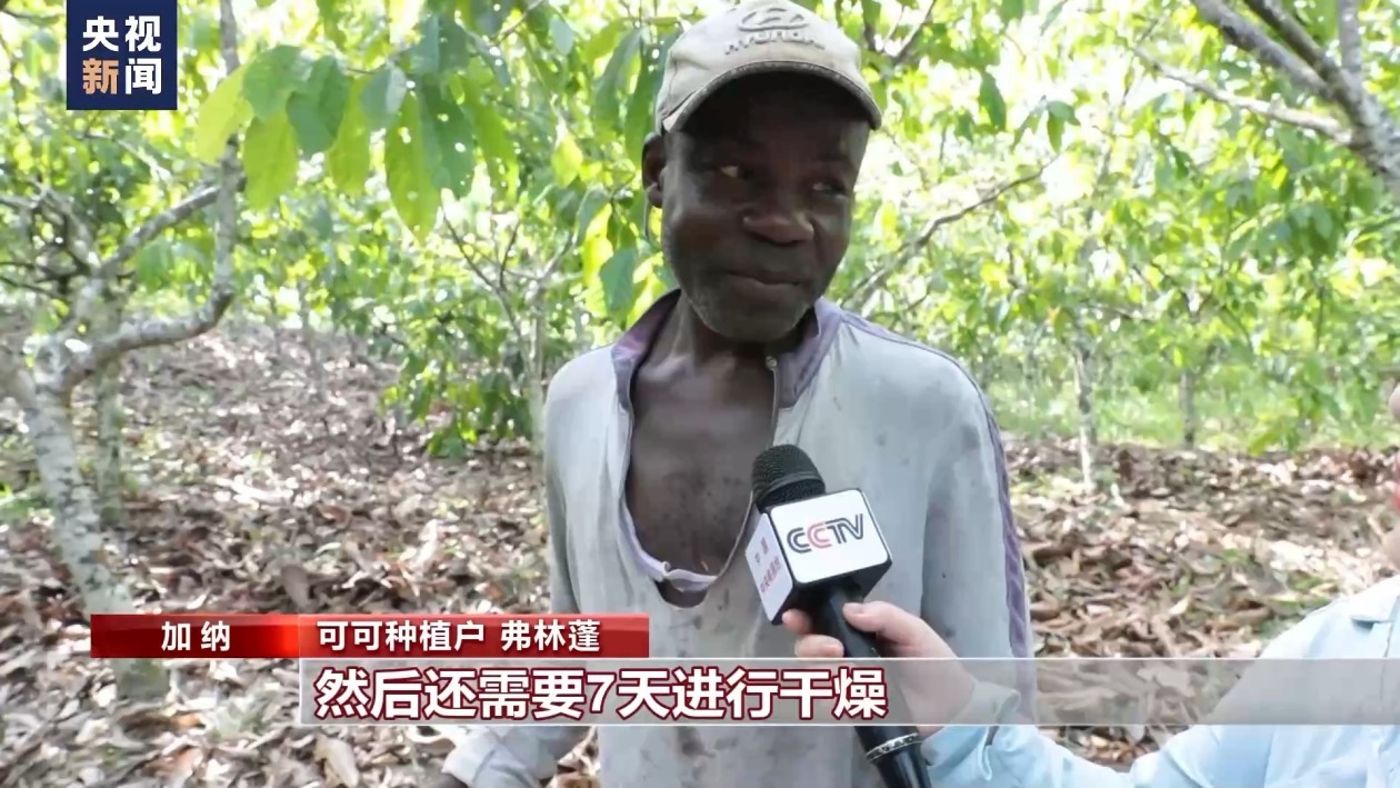 “过山车”的可可价 伤不起的种植户