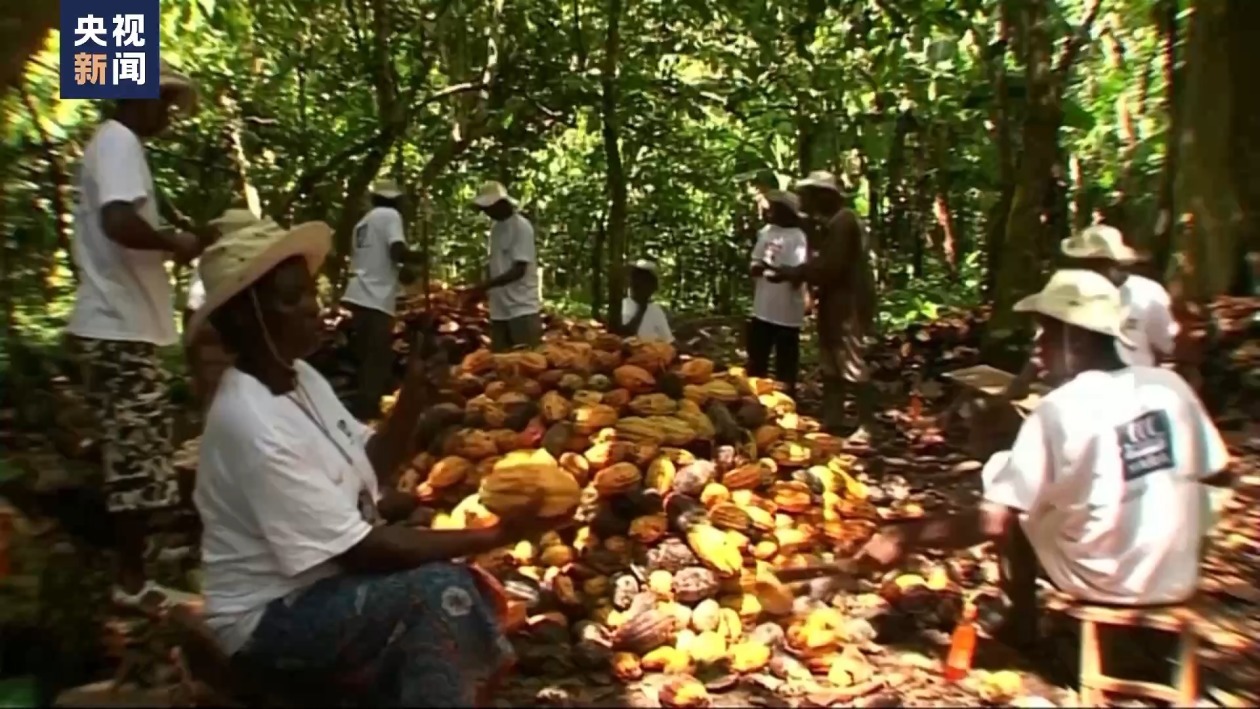 “过山车”的可可价 伤不起的种植户