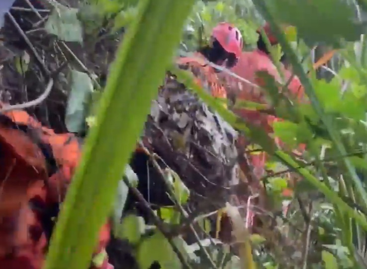 事发厦门，一女子从七八米高的山崖跌落......