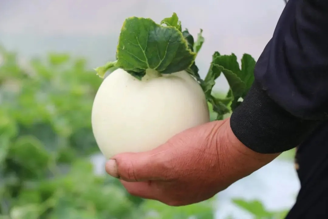 老温州的立夏，这样过！