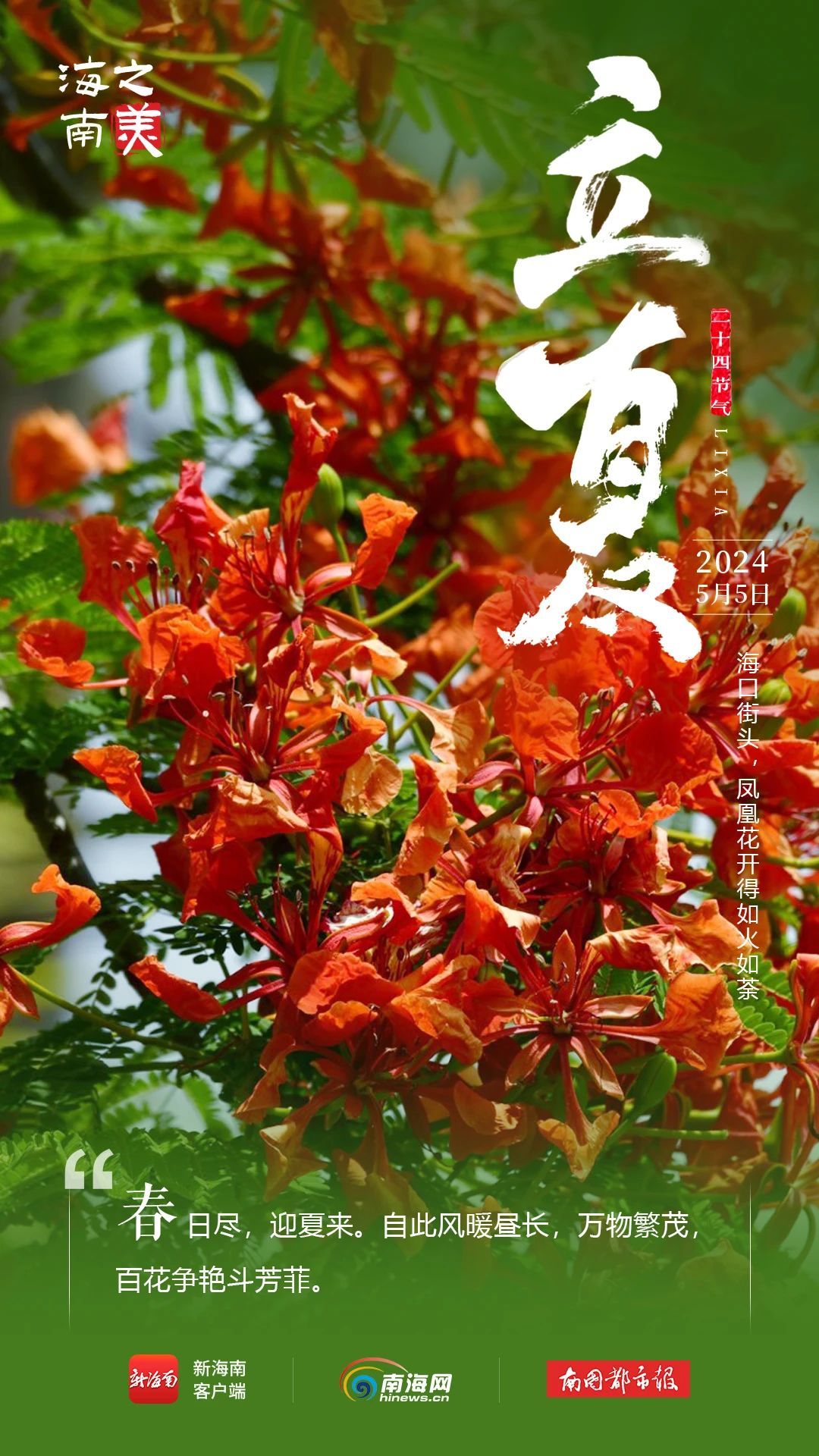 今日立夏！海南这些花花果果太美了