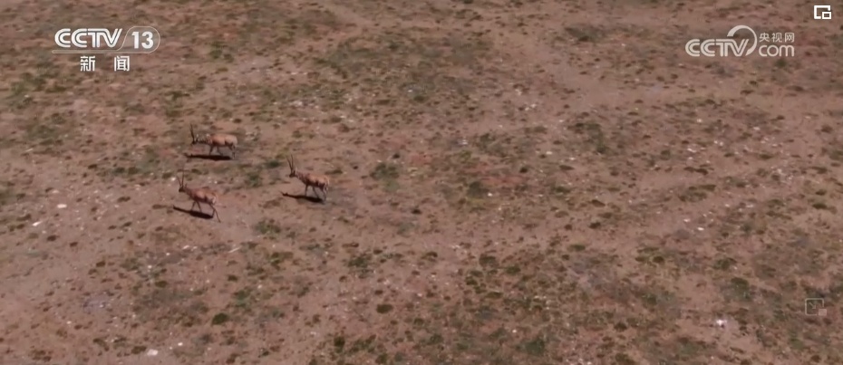 5G飞入可可西里无人区 “信号升格”推动青藏高原各行业数字化转型“加速跑” 5G飞入可可西里无人区 “信号升格”推动青藏高原各行业数字化转型“加速跑”