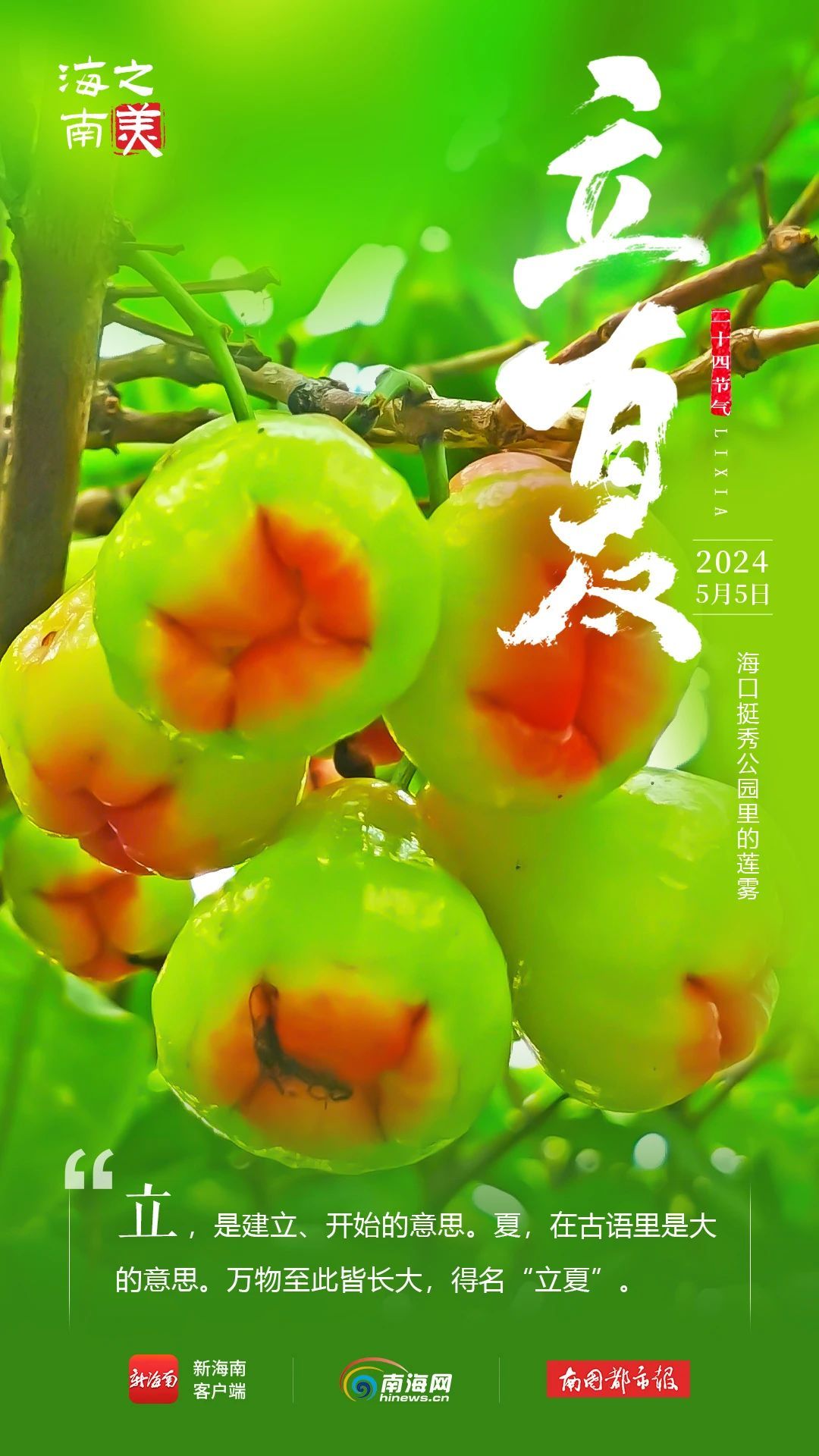 今日立夏！海南这些花花果果太美了