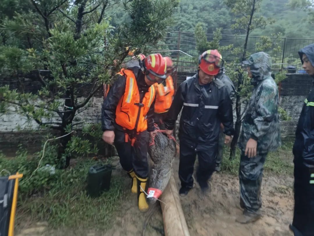 中山暴雨破纪录，4条鳄鱼趁灾出逃！官方回应→