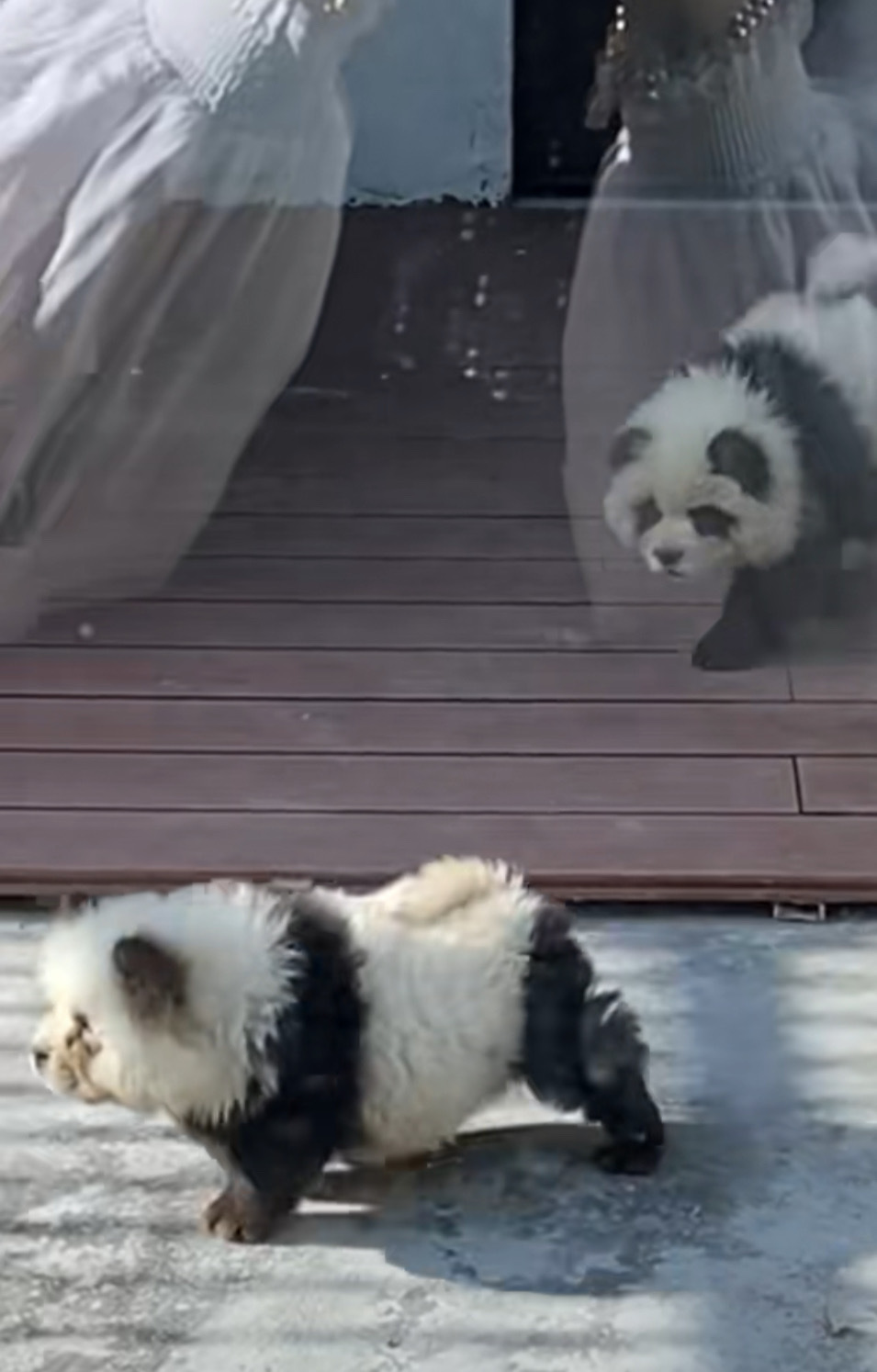 泰州动物园“熊猫犬”走红，网友戏称向宠物店借的，动物园：灵感来源网络