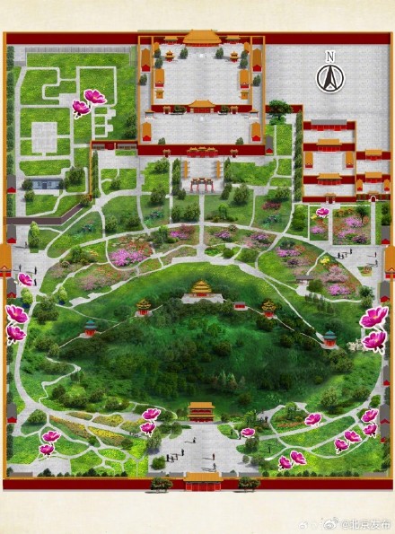 景山公园芍药初开