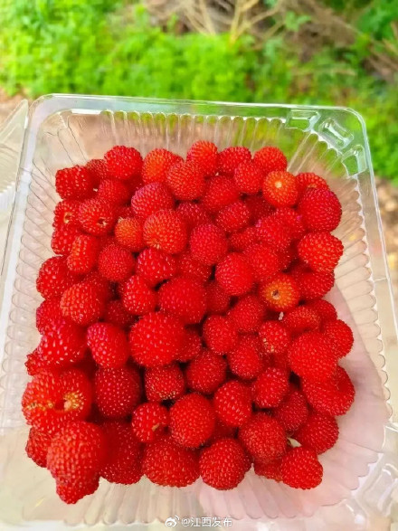 140元一斤!江西人都出动了,很多路边随处可见 140元一斤!江西人都出动了,很多路边随处可见