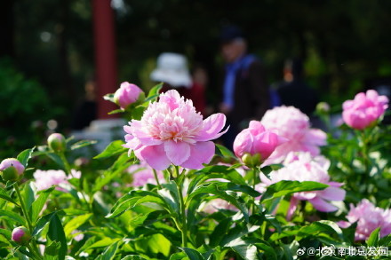 景山公园芍药初开
