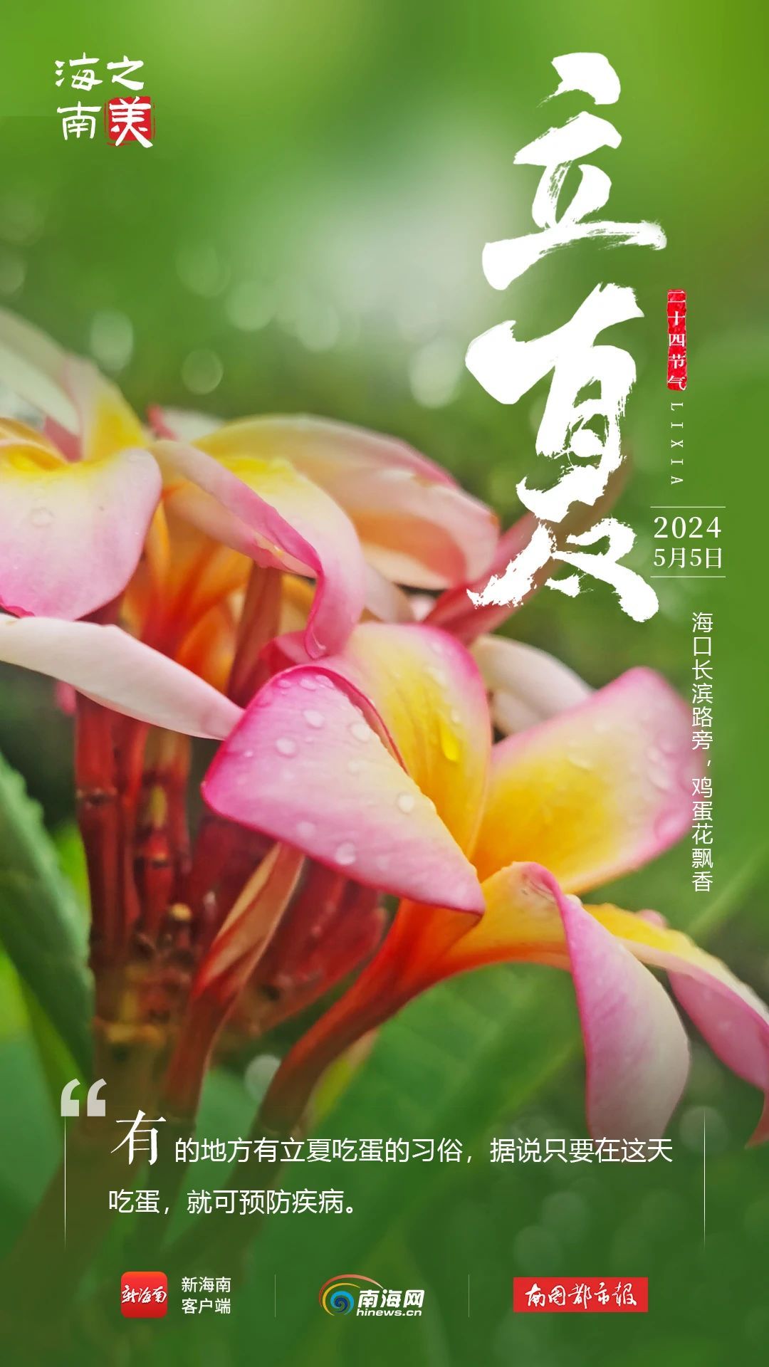 今日立夏！海南这些花花果果太美了