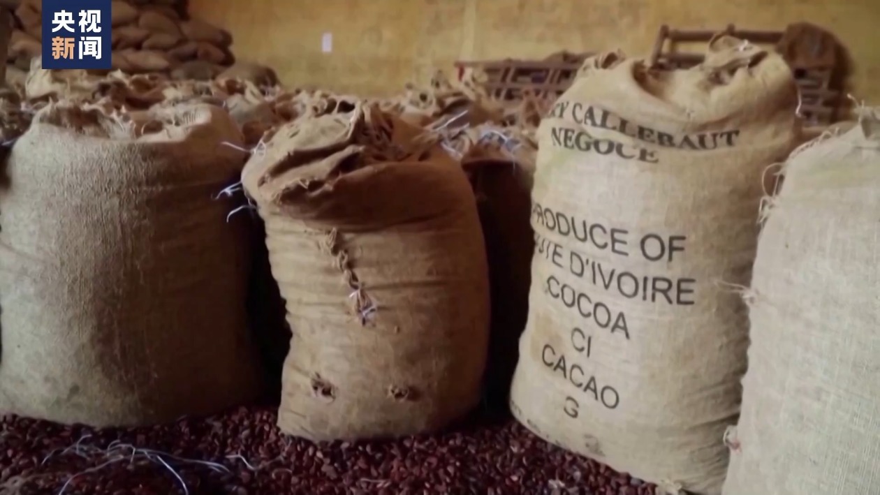 过山车”的可可价伤不起的种植户