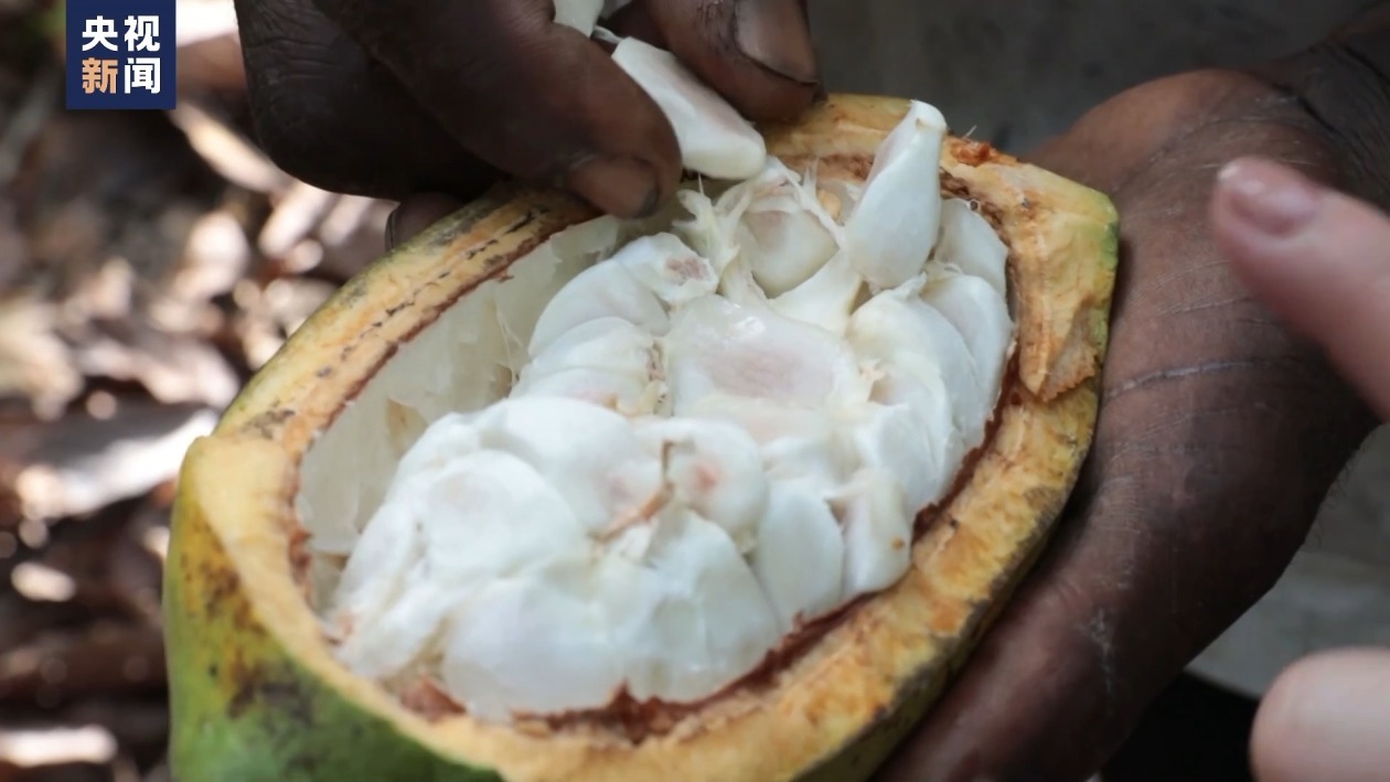 “过山车”的可可价 伤不起的种植户