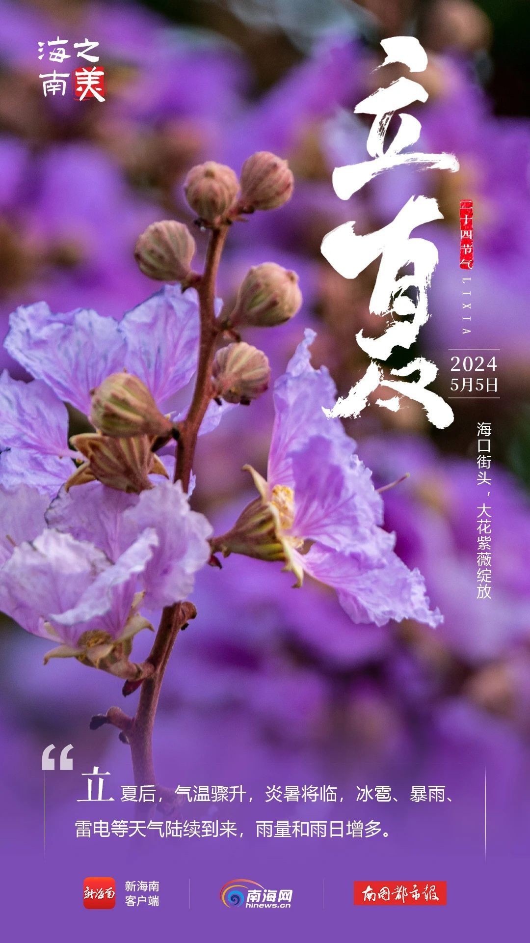 今日立夏！海南这些花花果果太美了