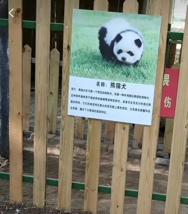 泰州动物园“熊猫犬”走红，网友戏称向宠物店借的，动物园：灵感来源网络
