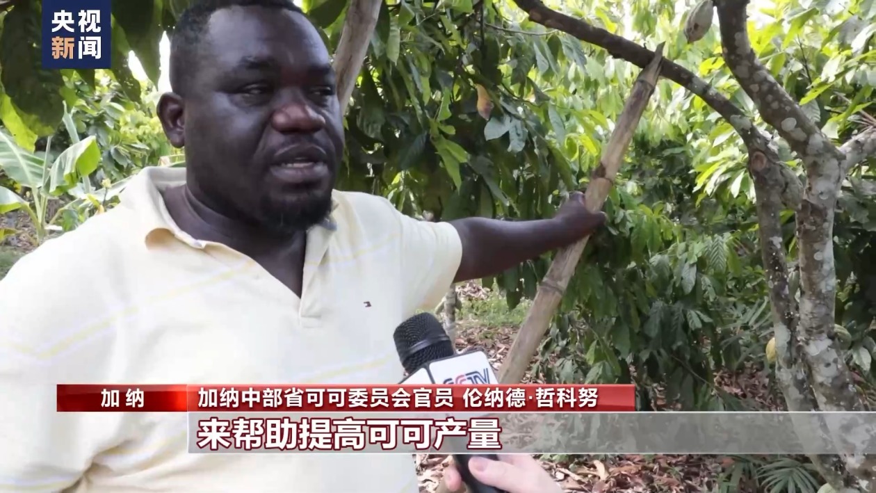 “过山车”的可可价 伤不起的种植户