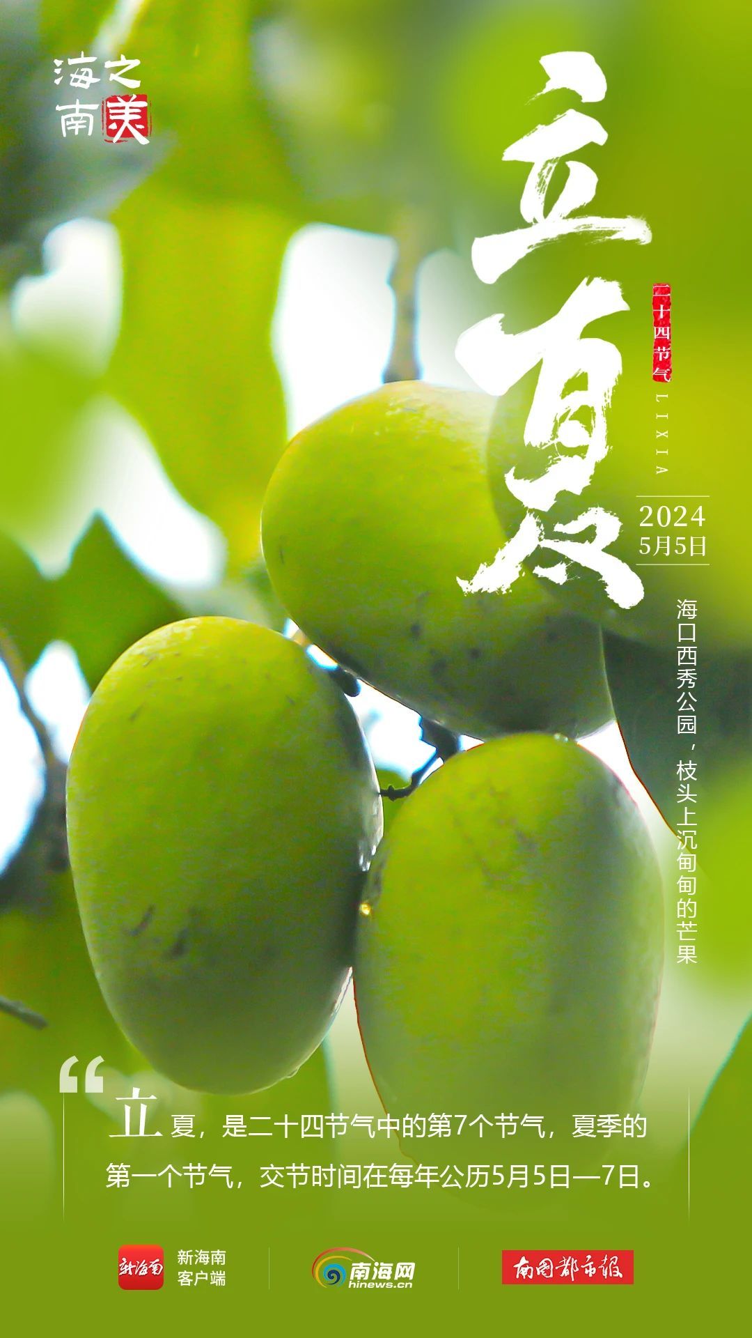 今日立夏！海南这些花花果果太美了