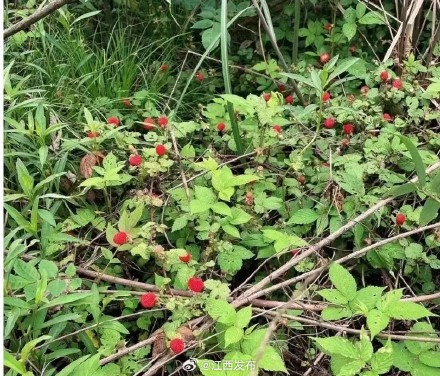 140元一斤!江西人都出动了,很多路边随处可见 140元一斤!江西人都出动了,很多路边随处可见