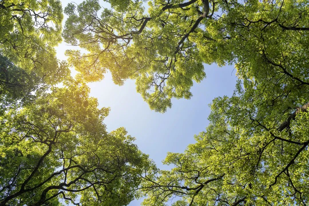 今日立夏：挥别春天，谨祝夏安