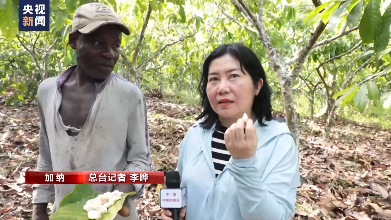 “过山车”的可可价 伤不起的种植户