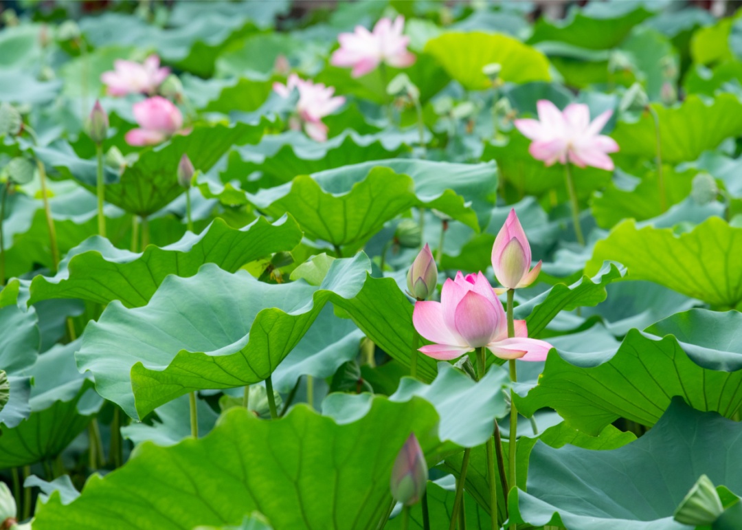 就在今天，正式迎来！这一口鲜，正当时